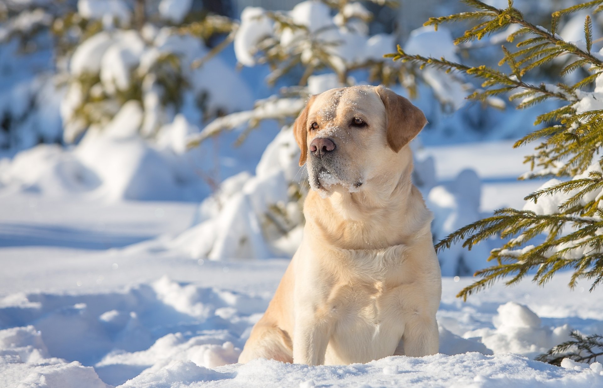 Winter Wonderland With A Labrador Wallpaper