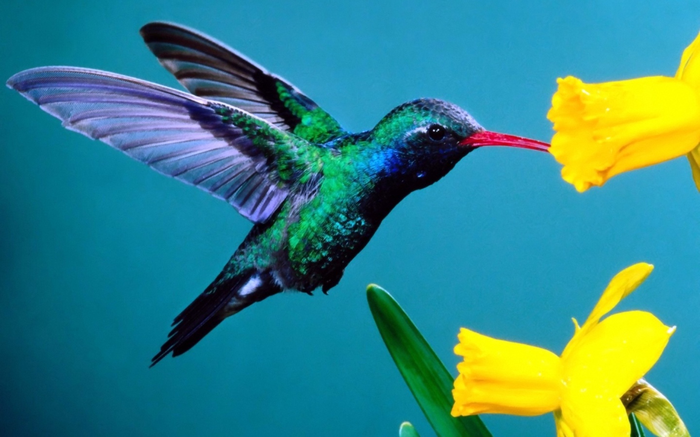 Hummingbirds Xcitefun