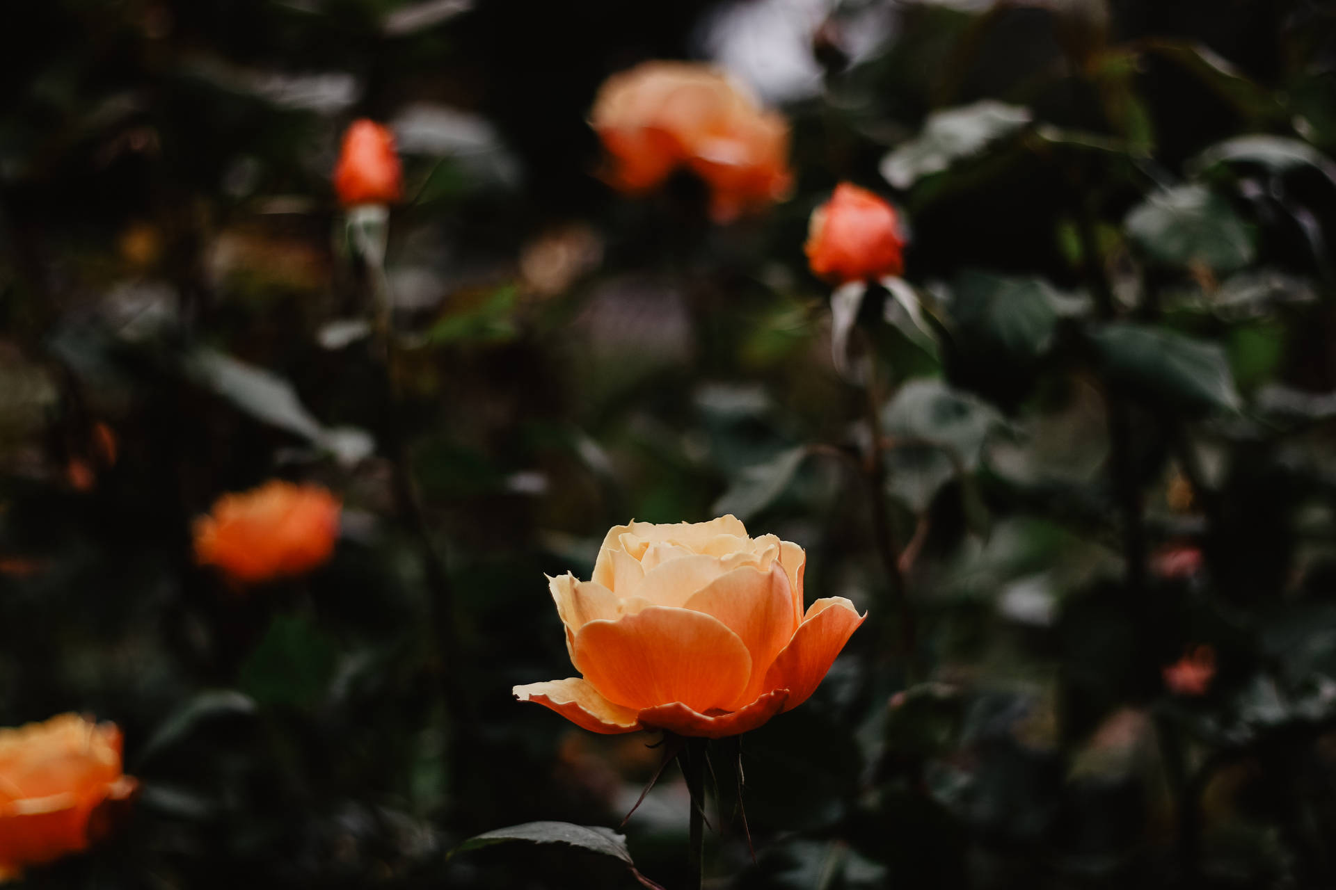 Orange Aesthetic Wallpaper