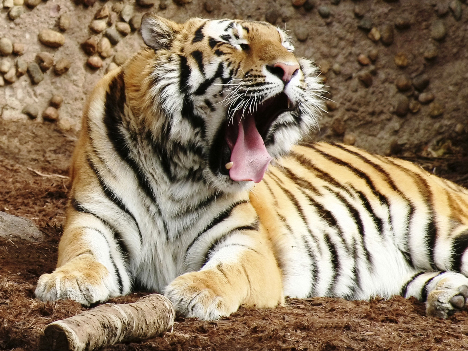 Indian Bengal Tiger Wallpaper HD