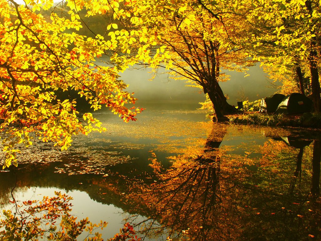 Autumn Wallpaper HD Yellow
