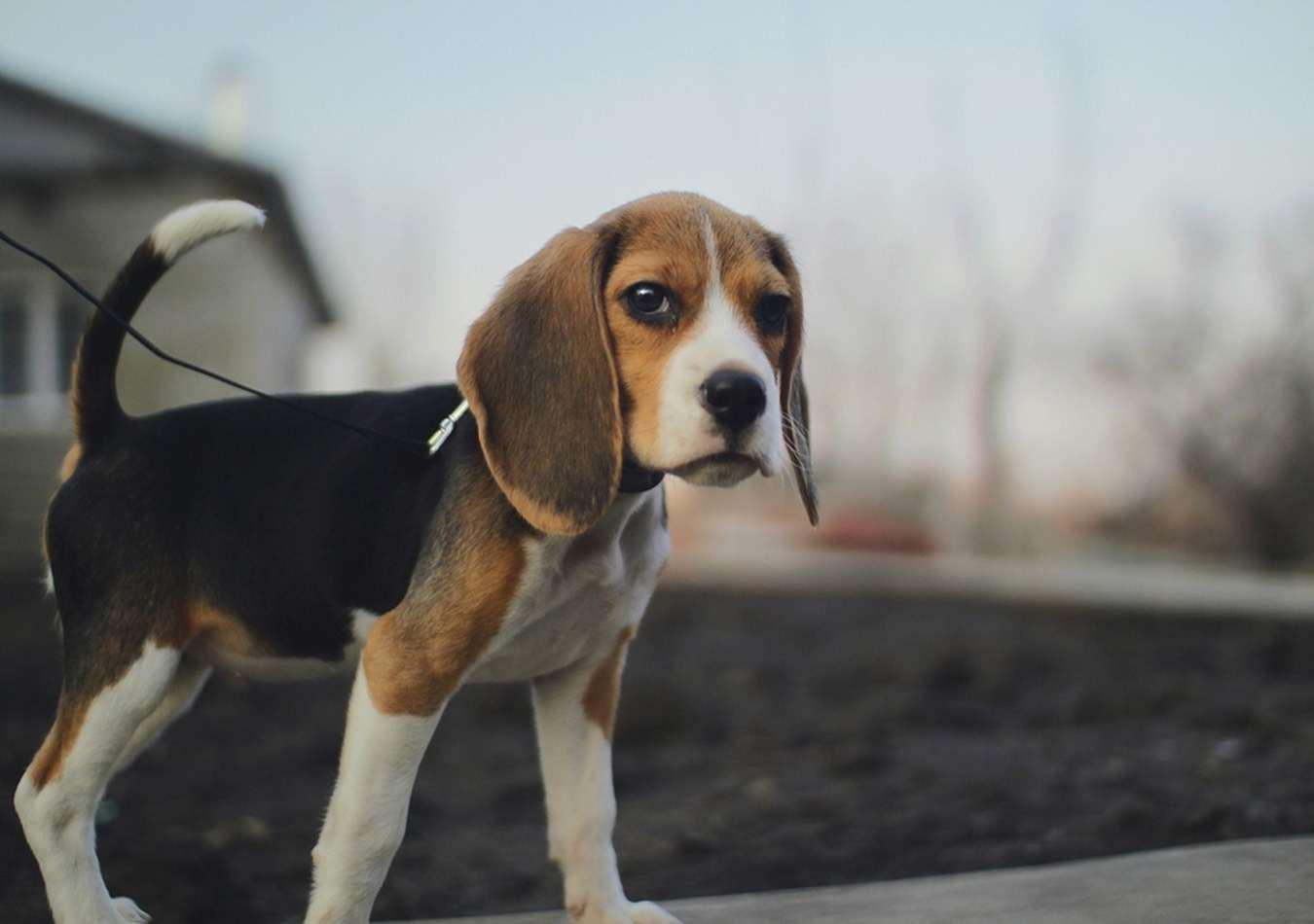 Beagle Wallpaper HD