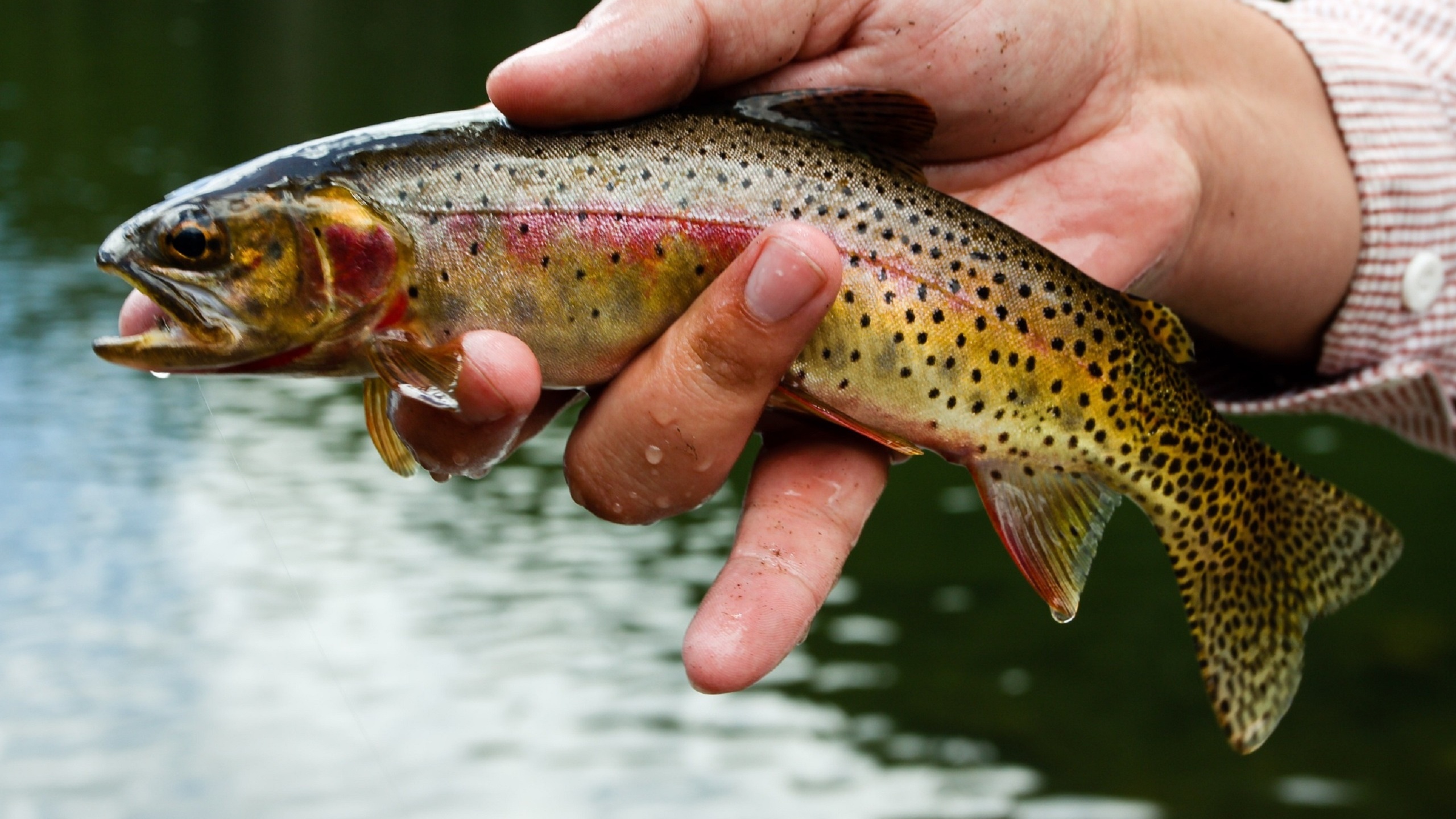 HDwp Trout Wallpaper Collection Of Widescreen