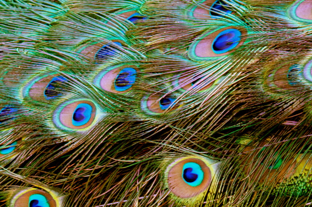Peacock Feather Wallpaper HD Pictures Image