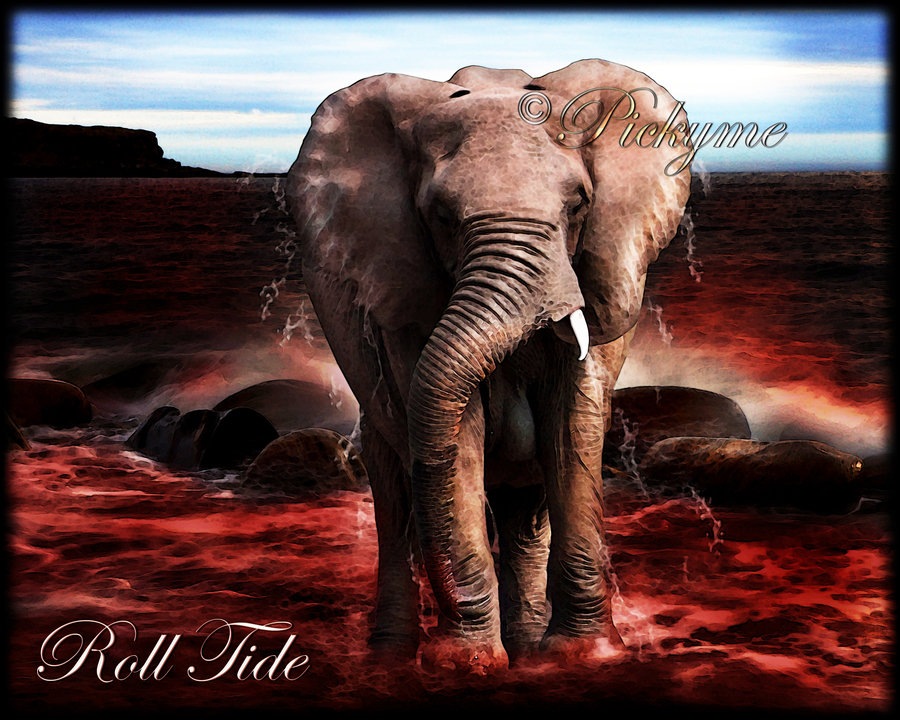 Crimson Tide Elephant Wallpaper By Pickyme
