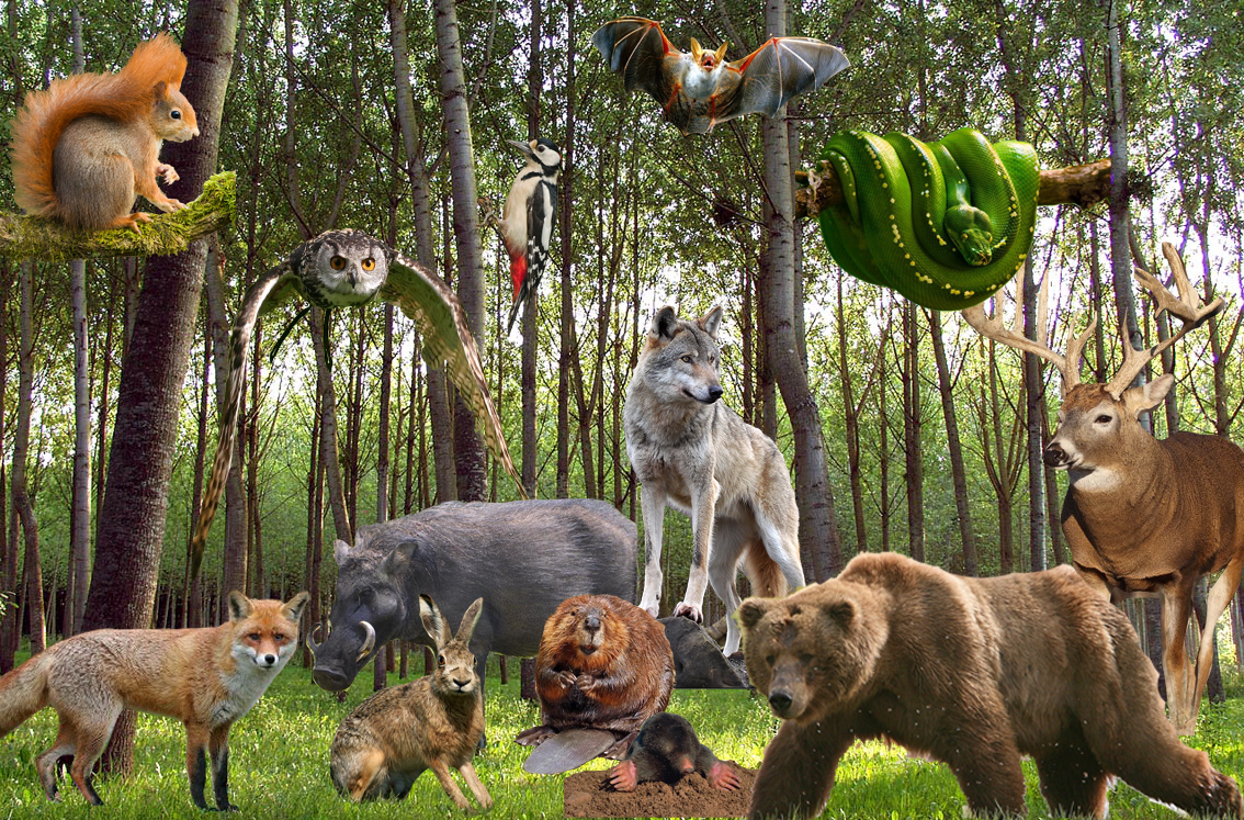 Forest Majesty Animals In Their Natural Habitat Forest Majesty Animals In Their Natural Habitat