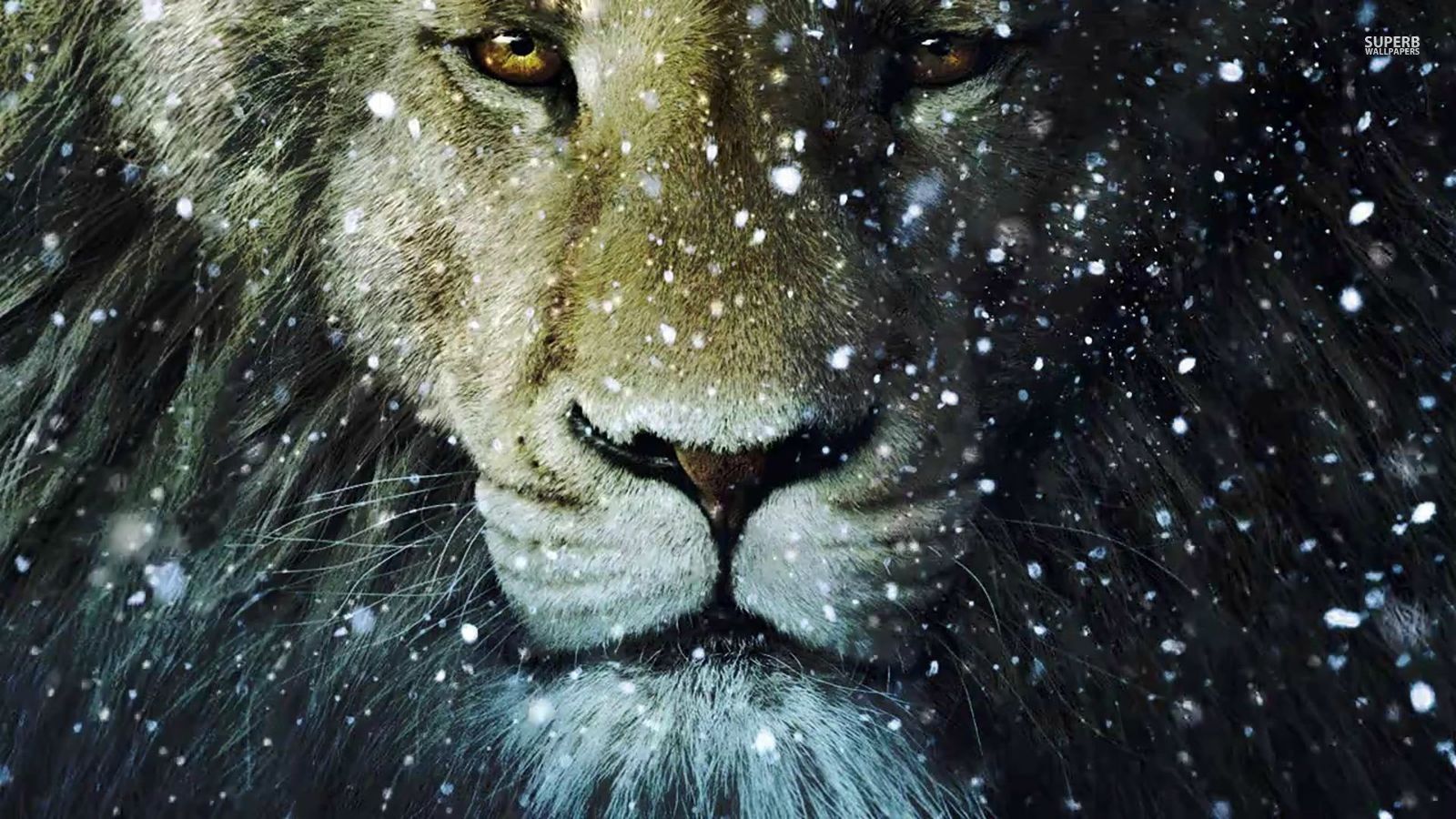 Lion in the Snow   Animals Wallpaper 38705825 1600x900