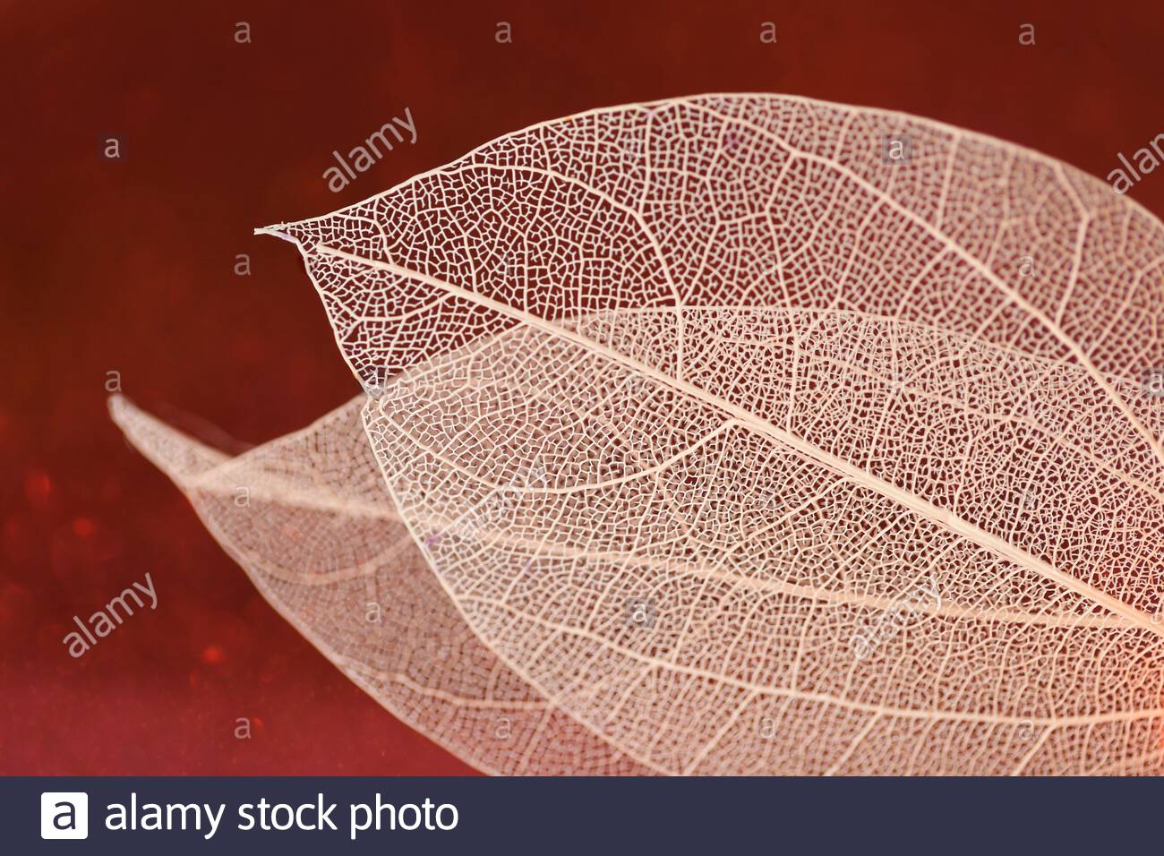 Skeleton Leaves Skeletonized Yellow Leaf On Red Glitter Background