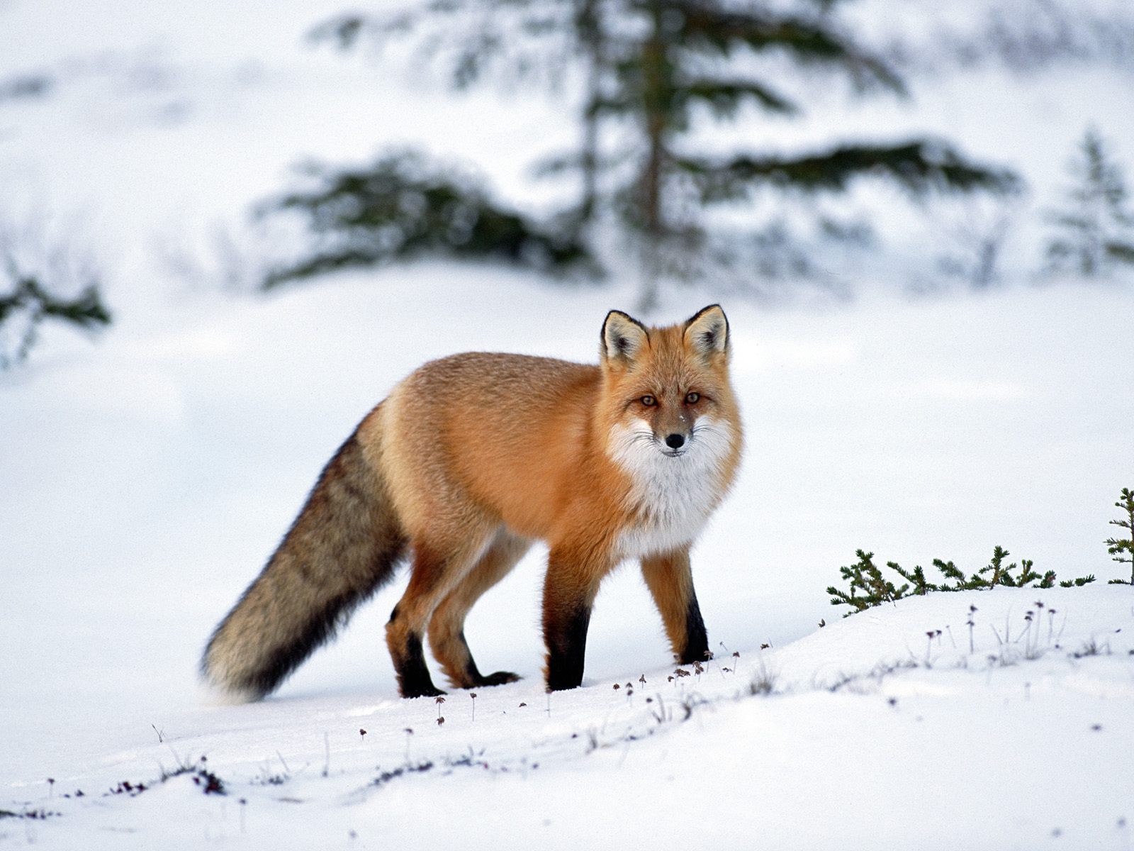 Red Fox Wallpaper Image