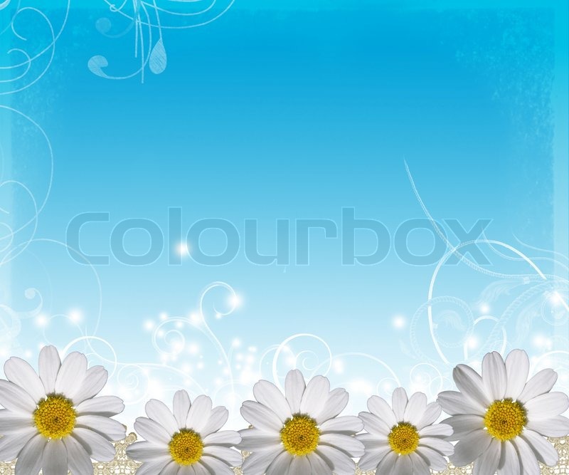 🔥 Free download White Daisy Border Daisies Border Stock Photo [800x667