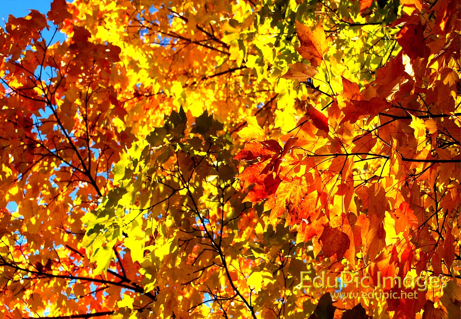 Pics Photos   Fall Colors Desktop Wallpapers