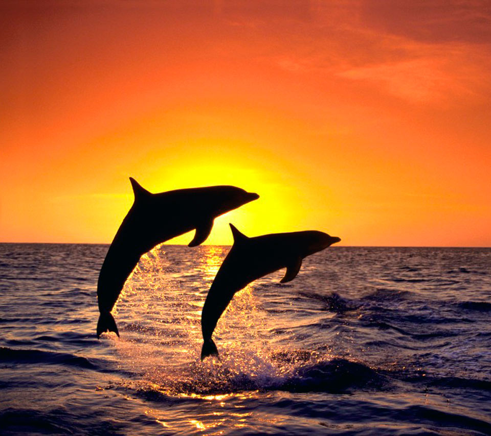 Animal Mammal Sunset Dolphin Dolphins Dive Sea Water Spray Sprays