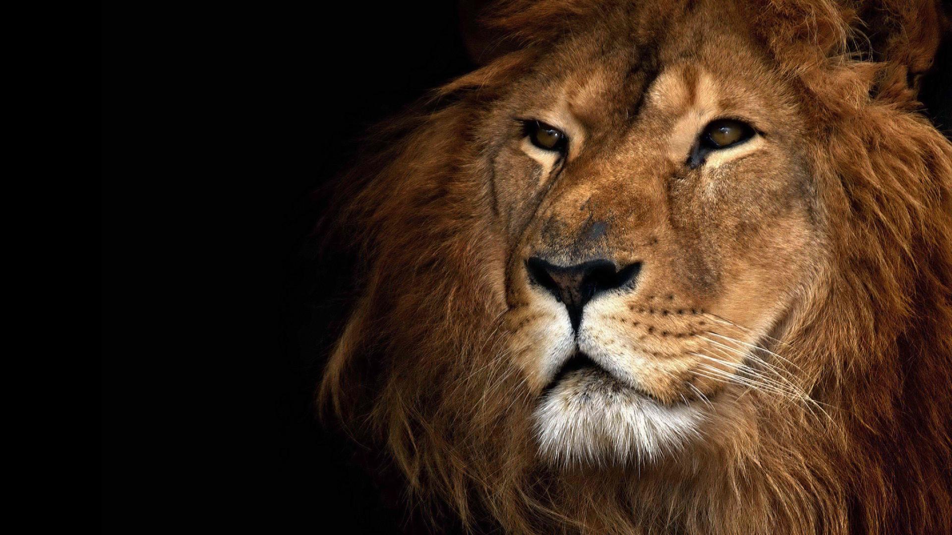 Photos lion roar wallpaper