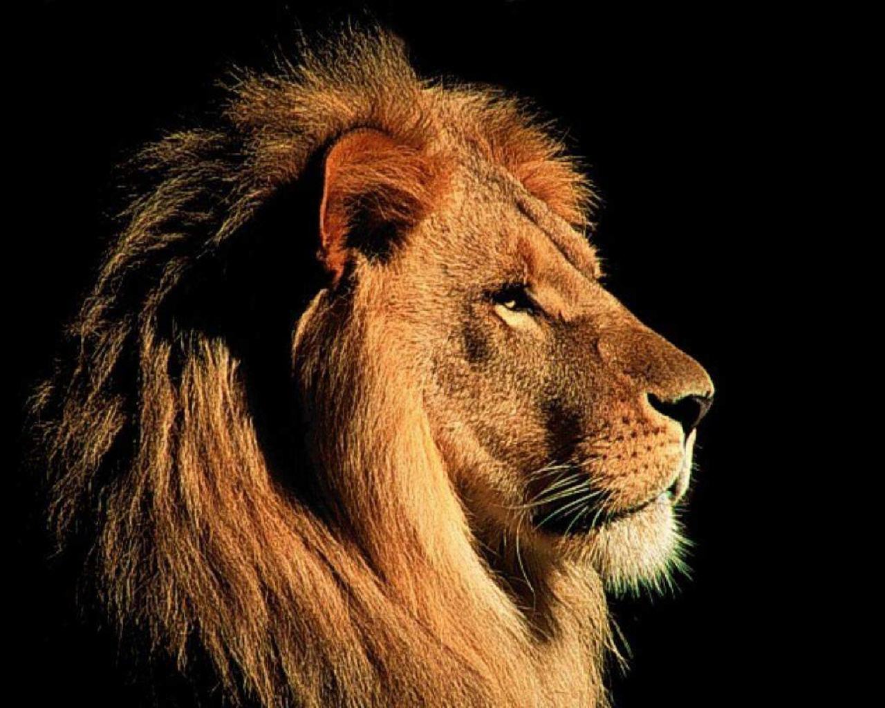 Cool 3d Lion Wallpaper And