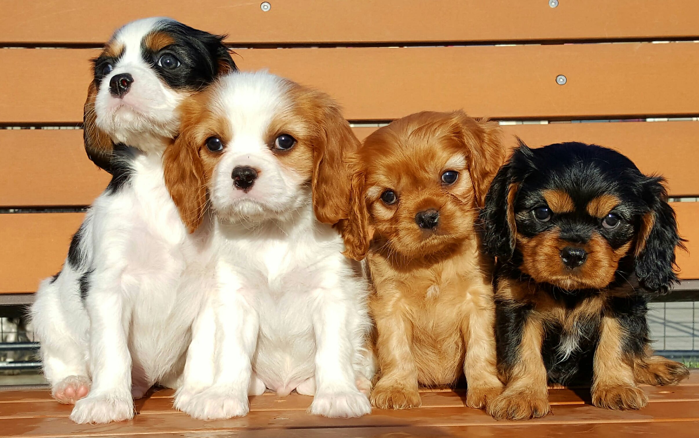 King Charles Spaniel Wallpaper Animal Hq