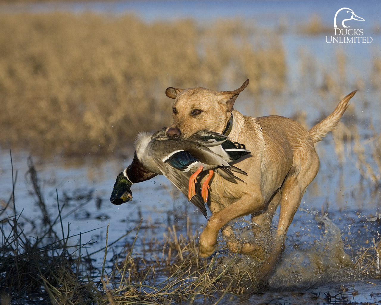 Pics Photos Duck Hunting Wallpaper Puter Pictures