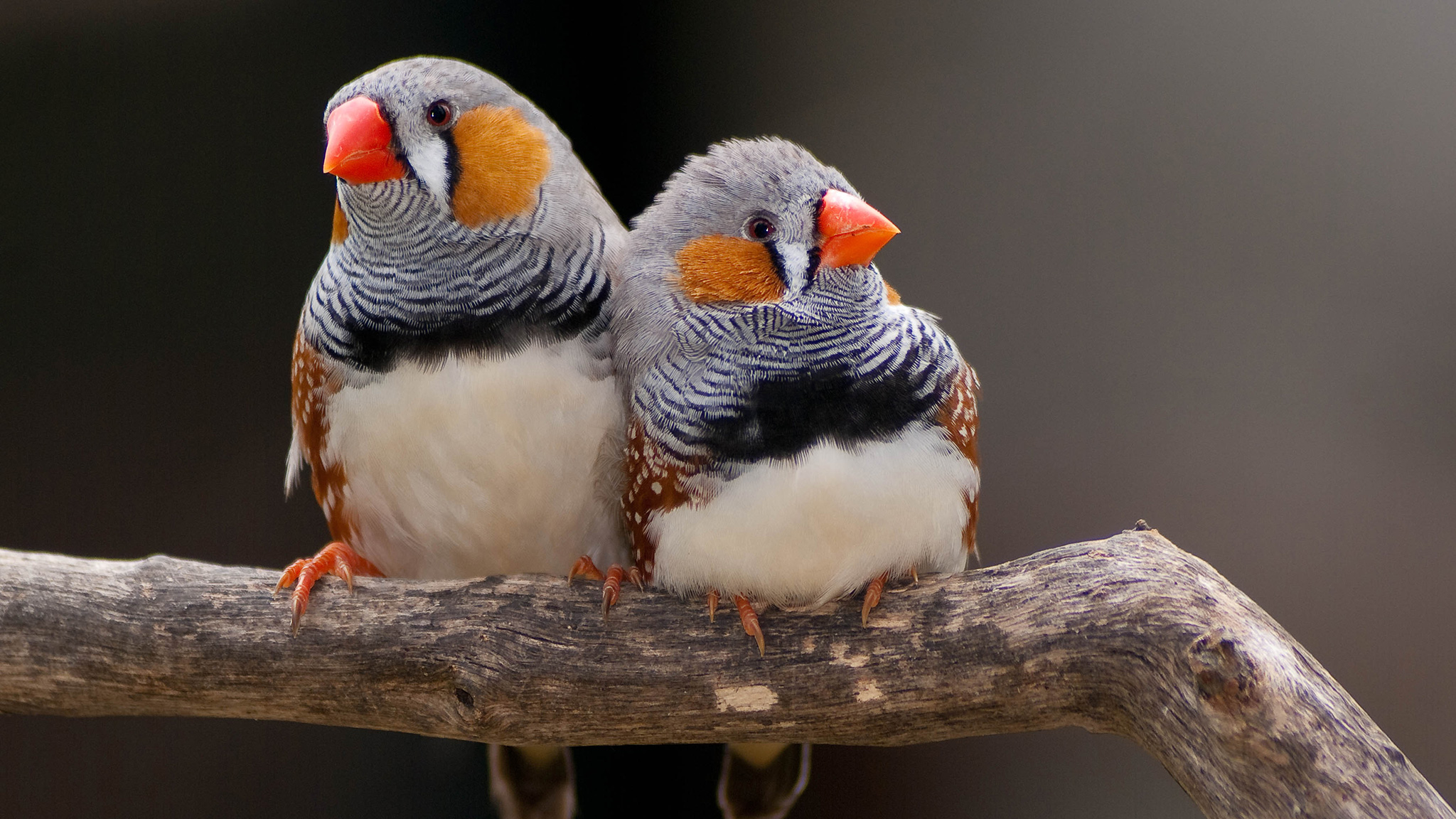 Finches Wallpaper