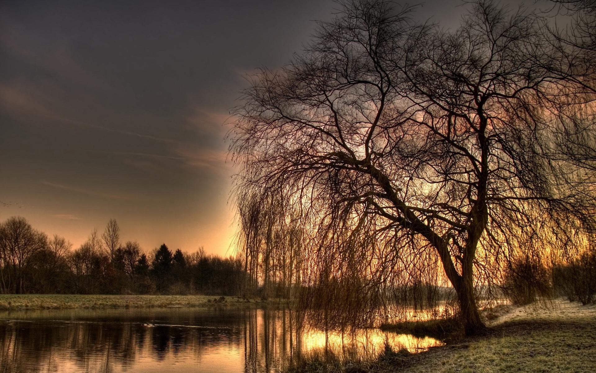Weeping Willow Tree Background Wallpaper
