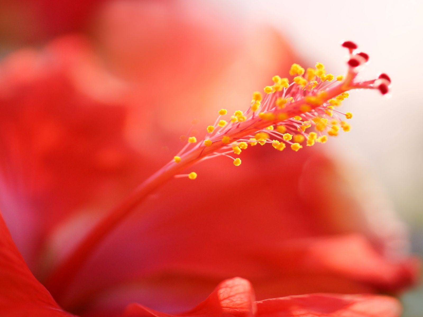 Red Hibiscus Flower Pictures In High Definition Or