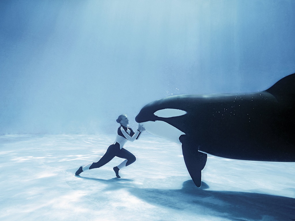 Killer Whales Wallpaper Desktop Baby Orca