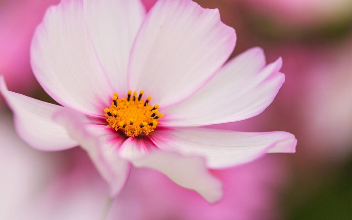 White And Pink Kosmea Flower X Close