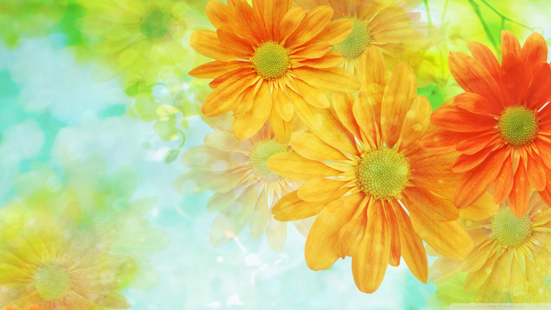 Colorful Flowers Wallpaper 1920x1080 Colorful Flowers