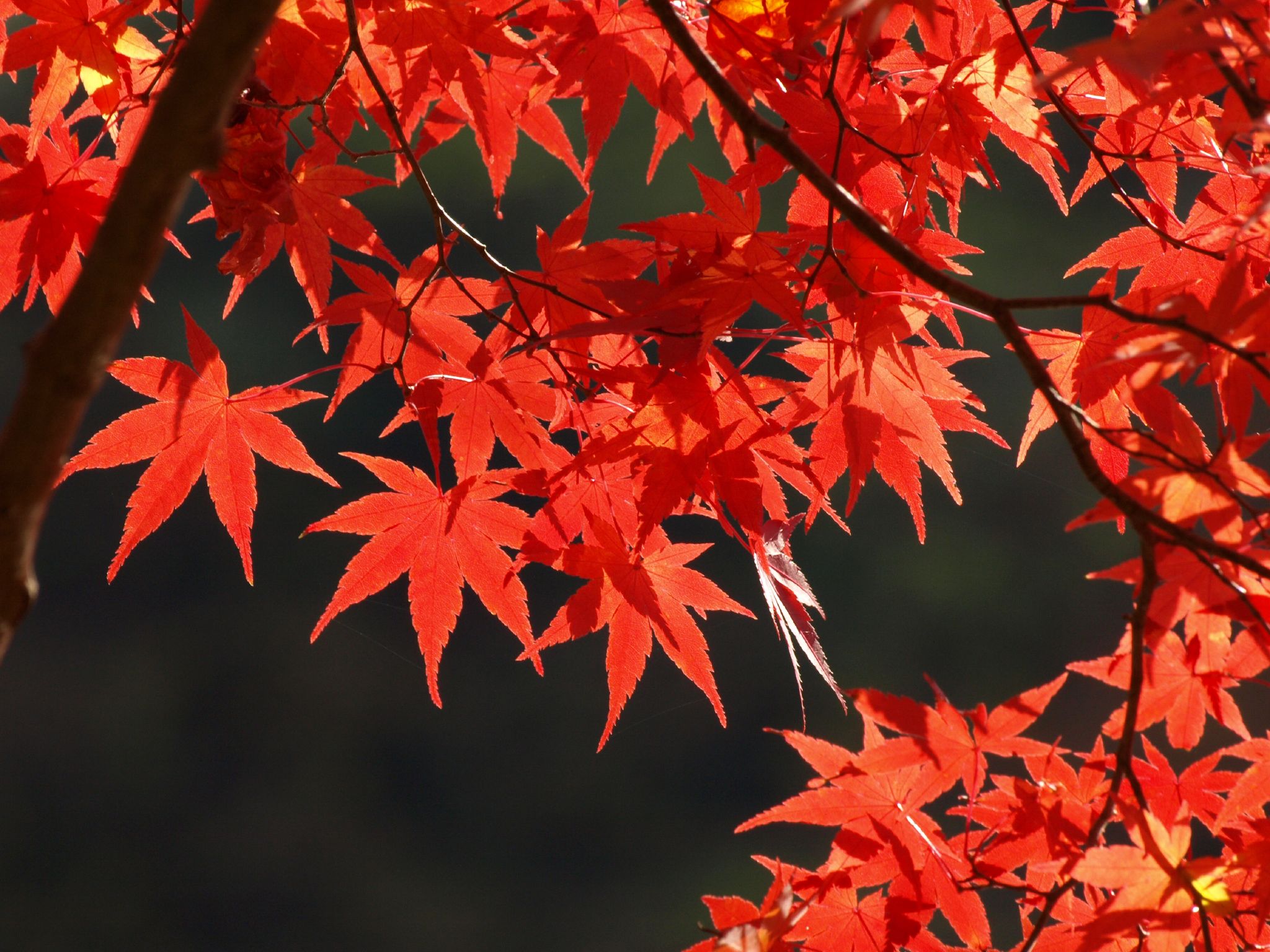 Autumn Maple Leaf Wallpaper