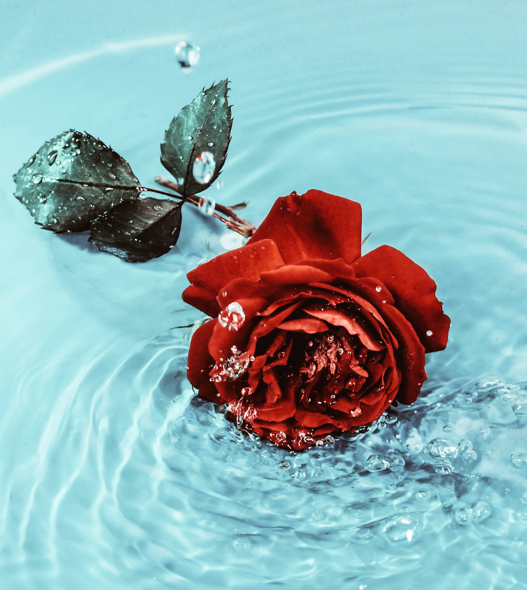 Cute Rose Wallpaper