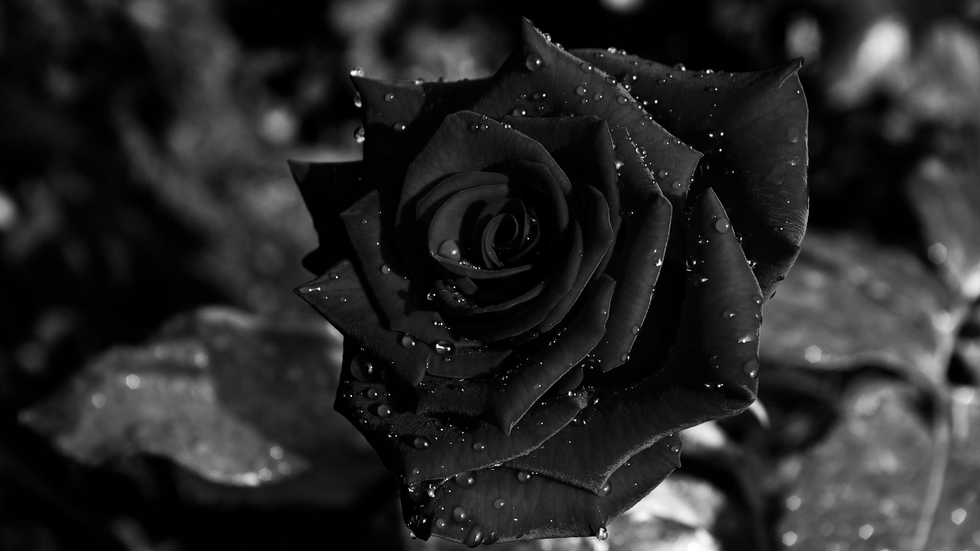 Black Rose Wallpaper Image Photos Pictures Background