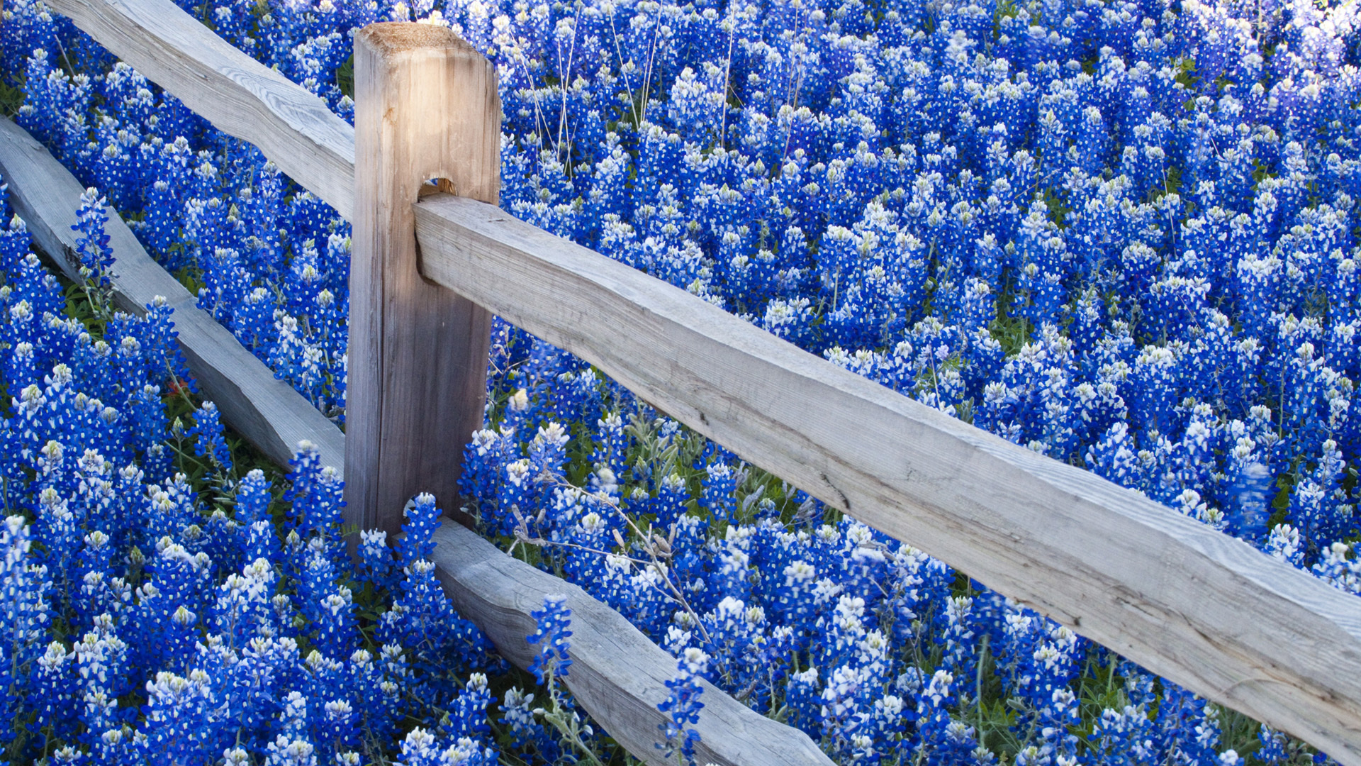 A wooden split-rail fence winds through a field of vibrant bluebonnets, creating a picturesque Texas landscape