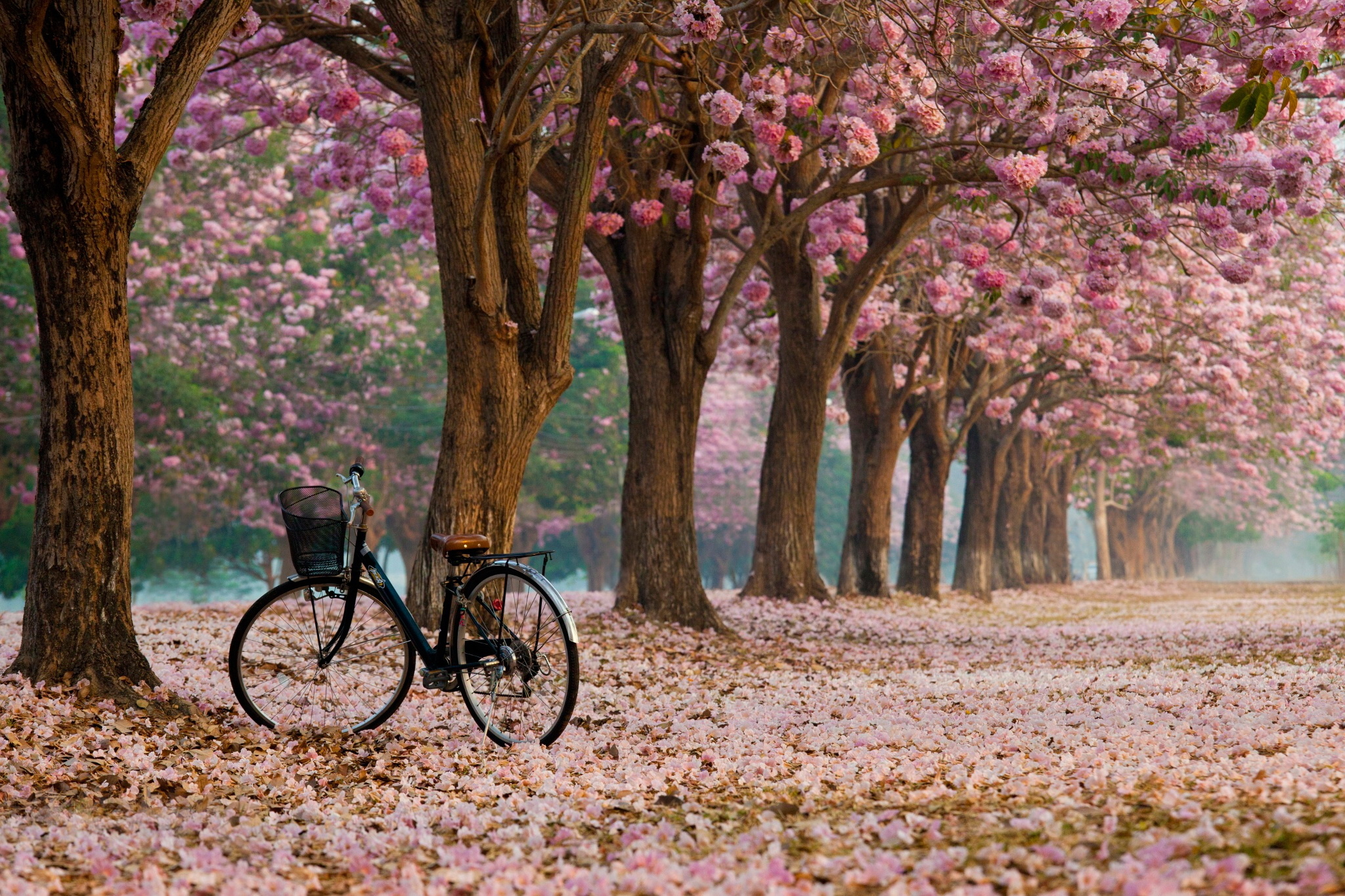Wallpaper Alley Flowers Cherry Blossoms Bike Tree Desktop