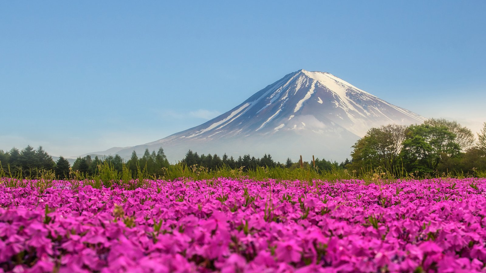 Mountain Fuji Japan Shibasakura Pink Color Flower 4k Ultra HD Desktop Wallpaper
