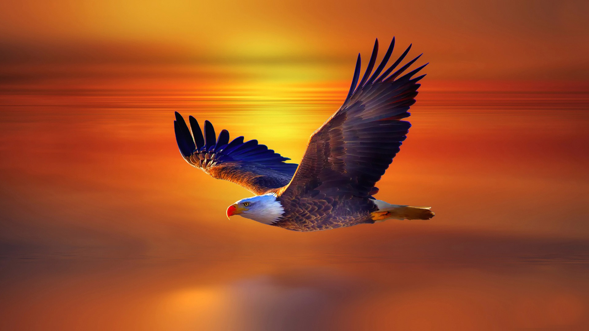 Eagle Birds HD Wallpaper