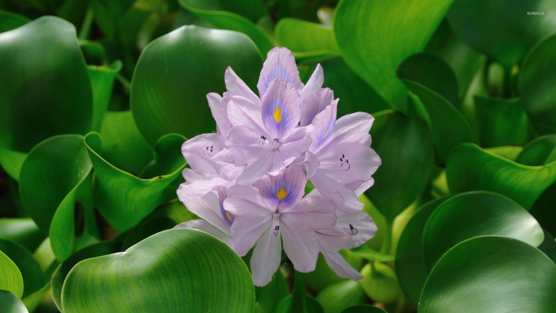 Water Hyacinth Wallpaper Flower