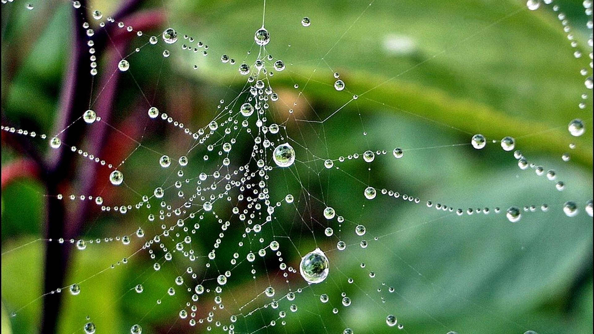Full Screen HD Desktop Wallpaper