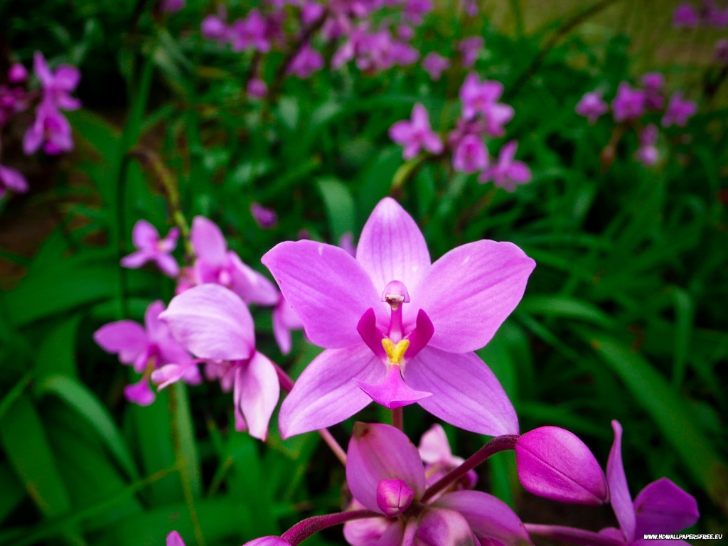 Beautiful Purple Orchid Wallpaper In Resolution