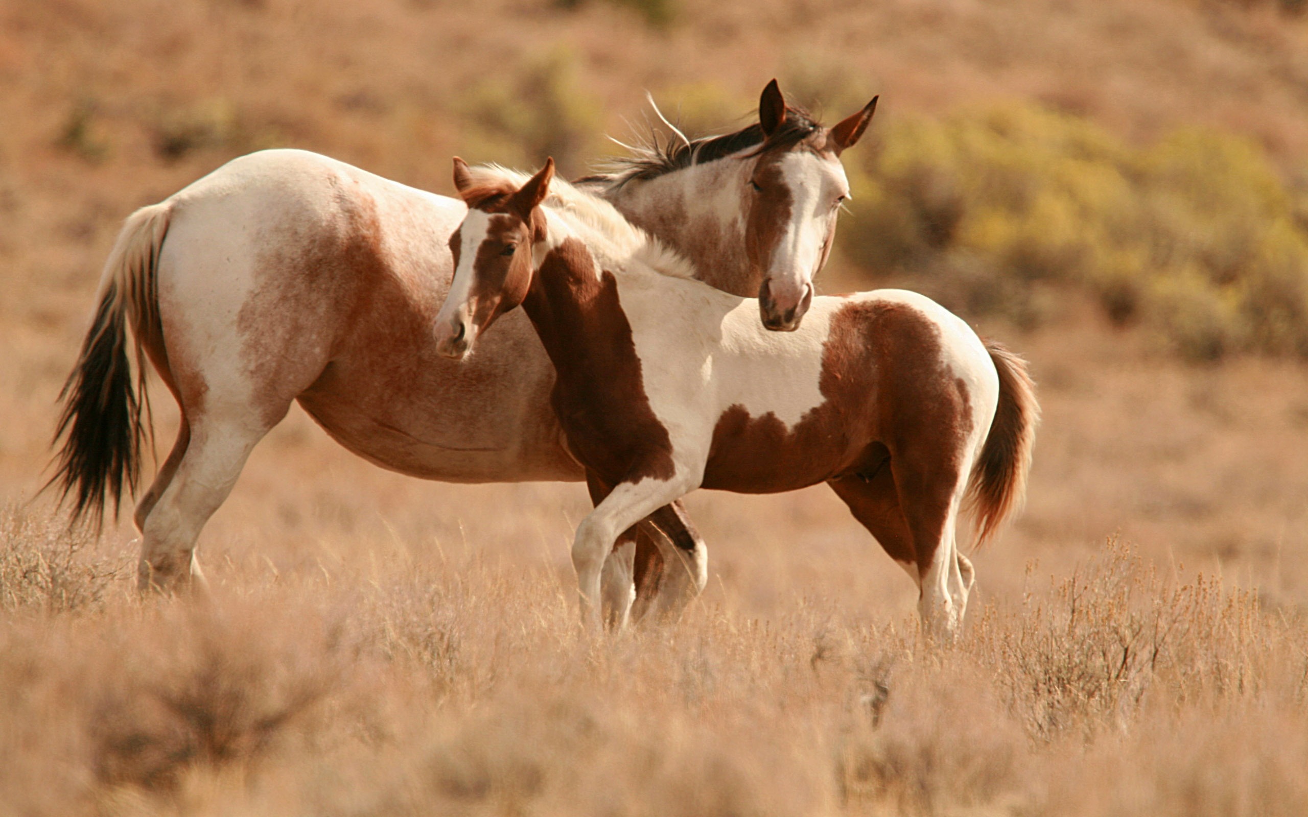 A pinto mare and her foal stand together in a dry, grassy field. The foal nuzzles its mother's shoulder, while the mare looks towards the camera