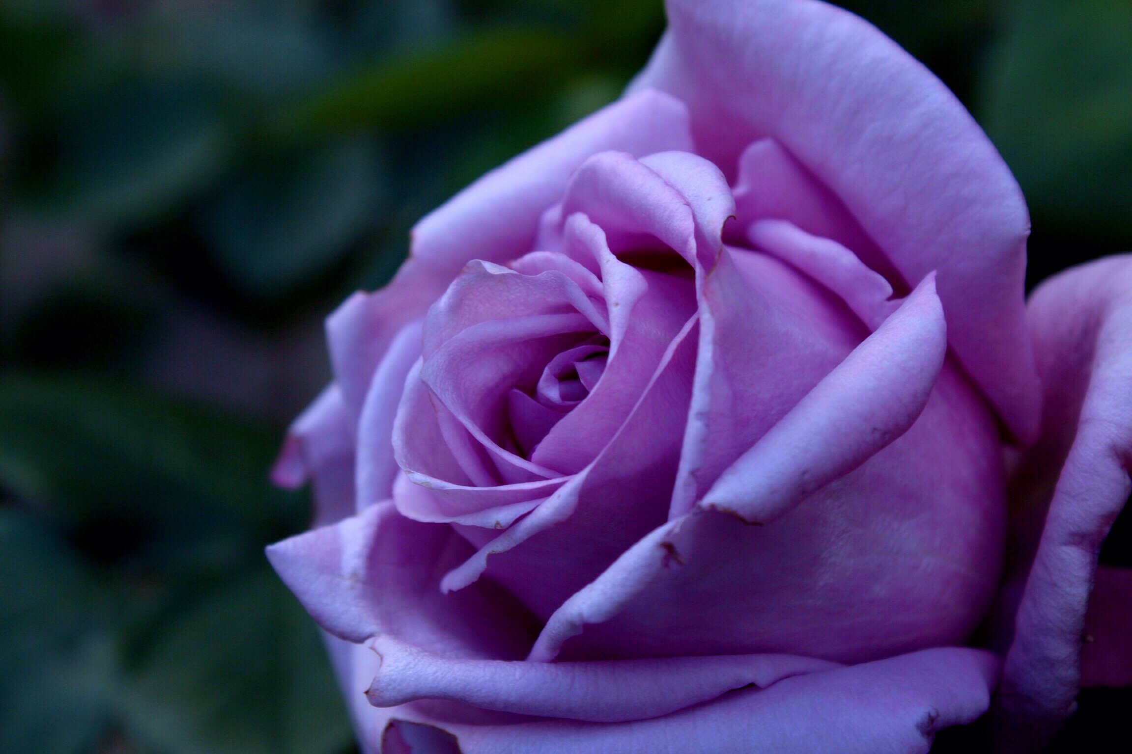 Close-up of a vibrant purple rose, showcasing its delicate petals and rich color