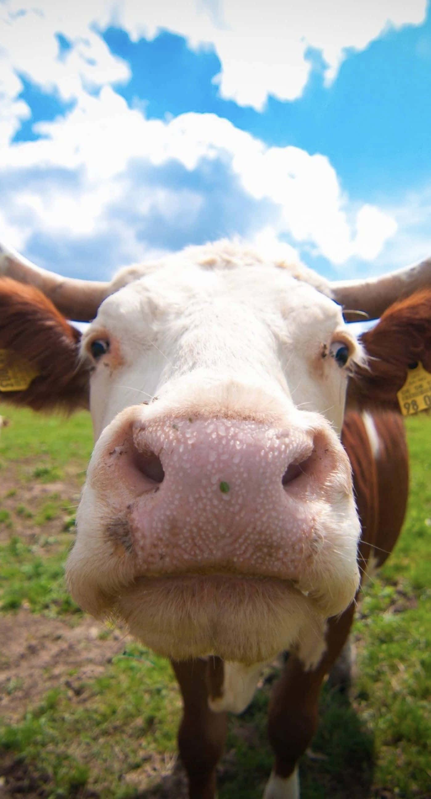 Cute Cow iPhone Theme Wallpaper