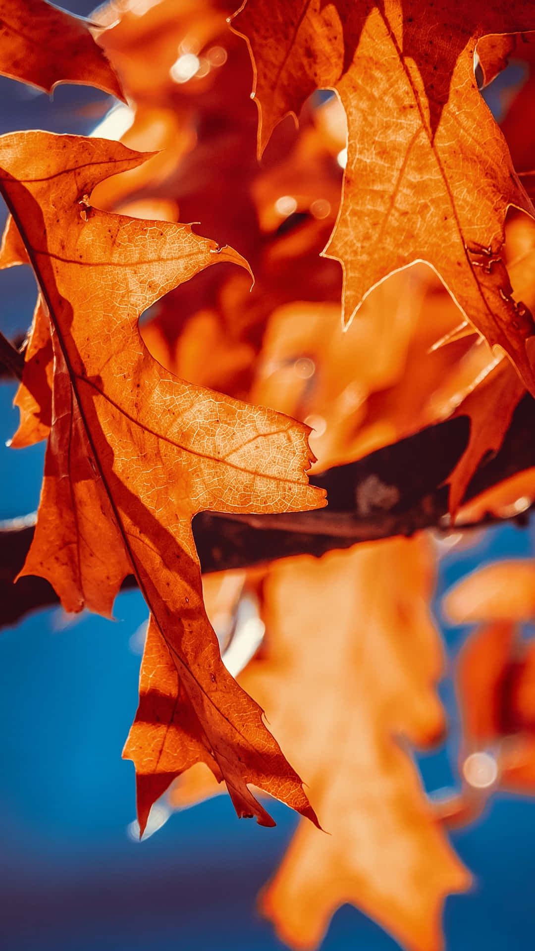Fall Leaves iPhone Wallpaper