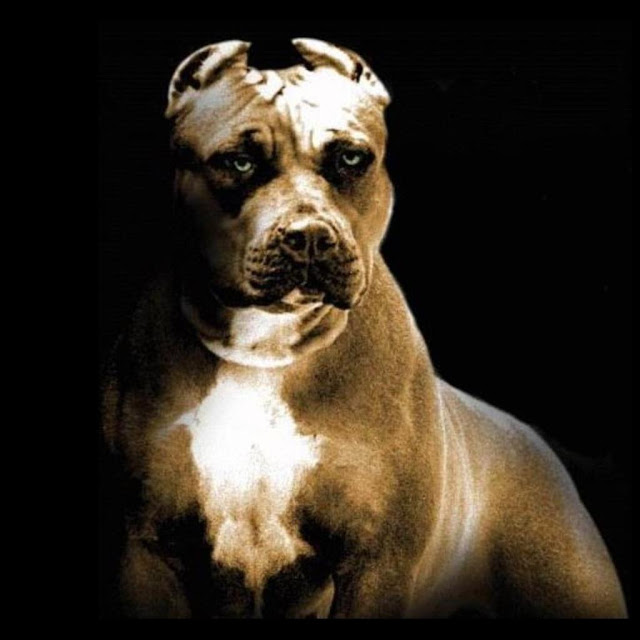Pitbull Terrier Wallpaper Pictures