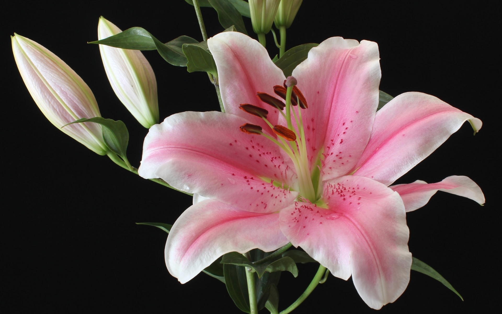 Wallpaper Light Pink Lily Flower Close