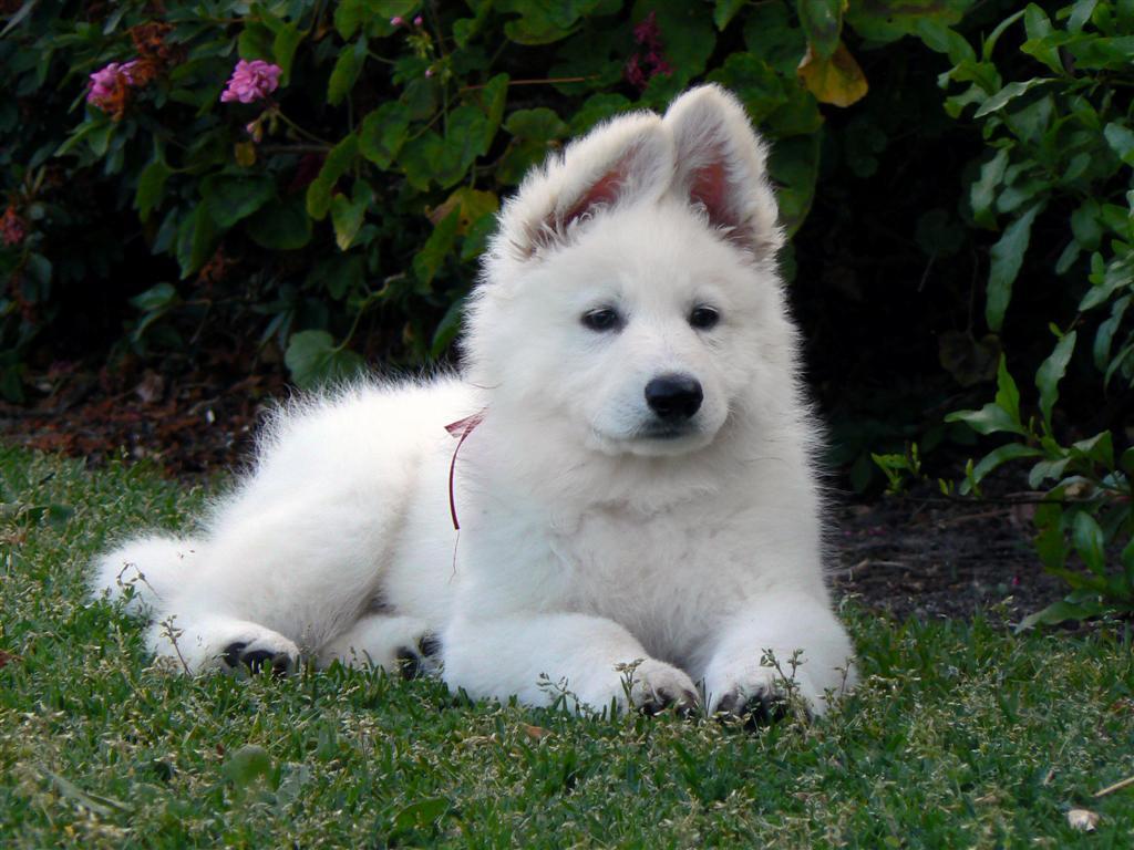American White Shepherd Puppies Rescue Pictures Information