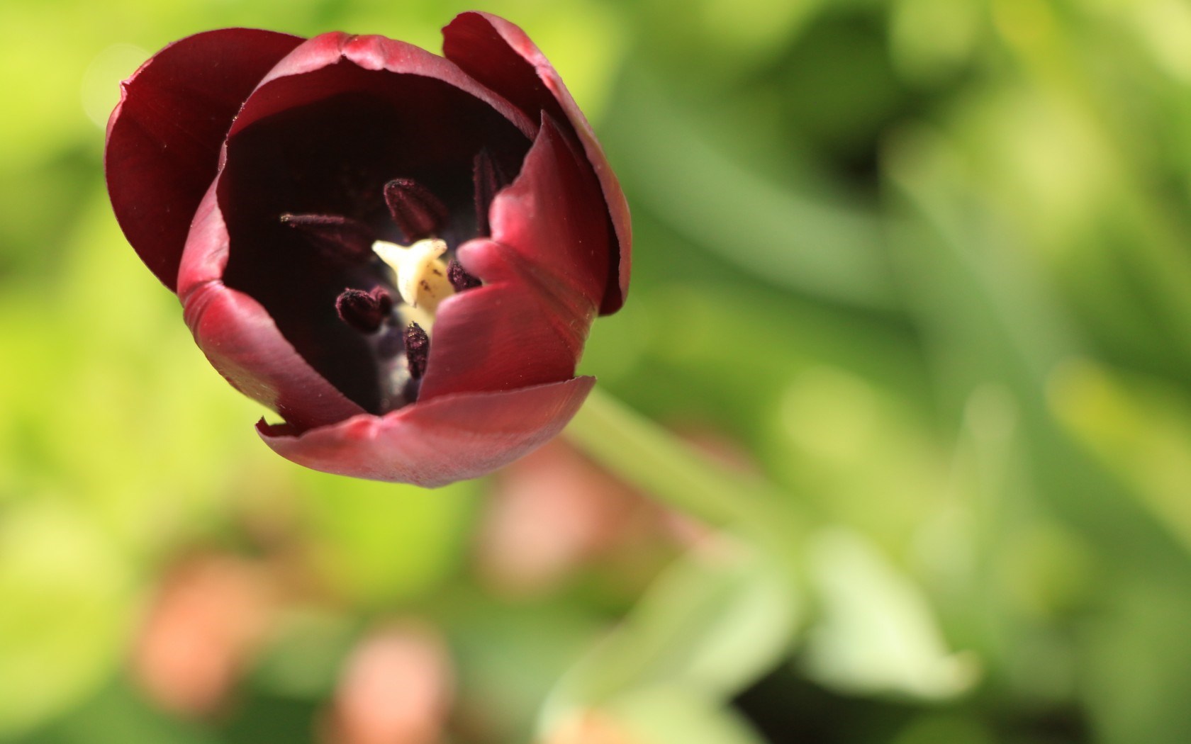 Burgundy Flower Tulip Spring HD Wallpaper