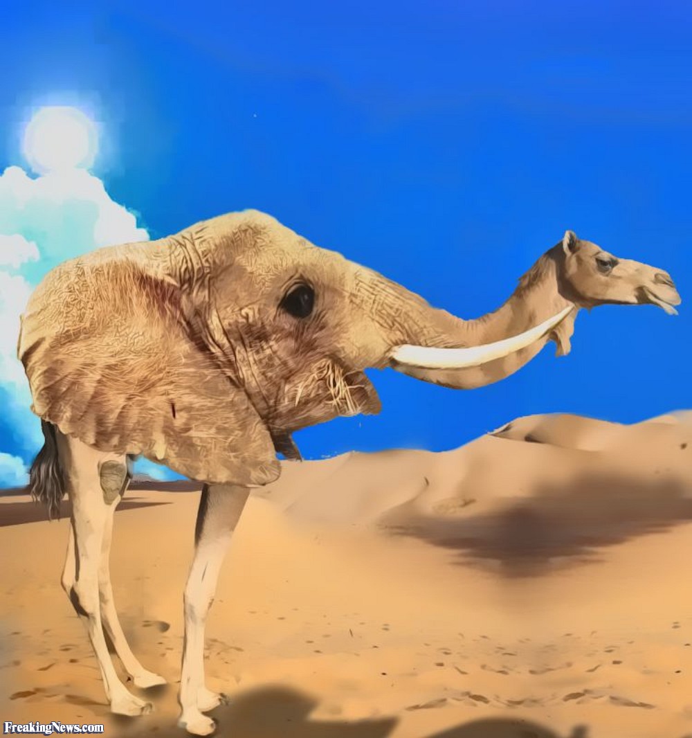 Design A Camel Pictures Freaking News