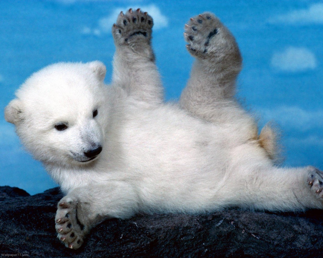 Playing Polar Bear Pixels Wallpaper Tagged Baby