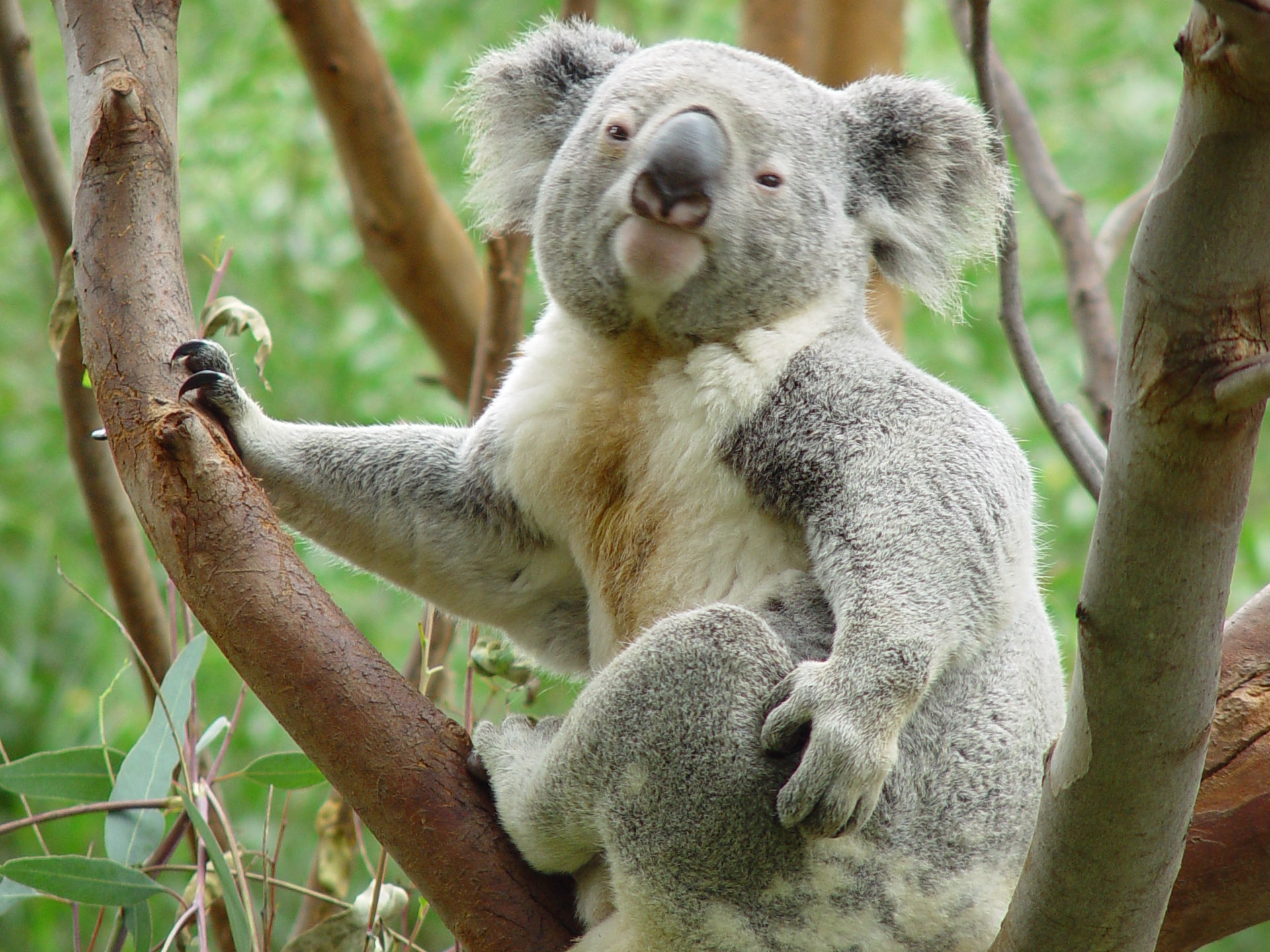 Koala Desktop Wallpaper