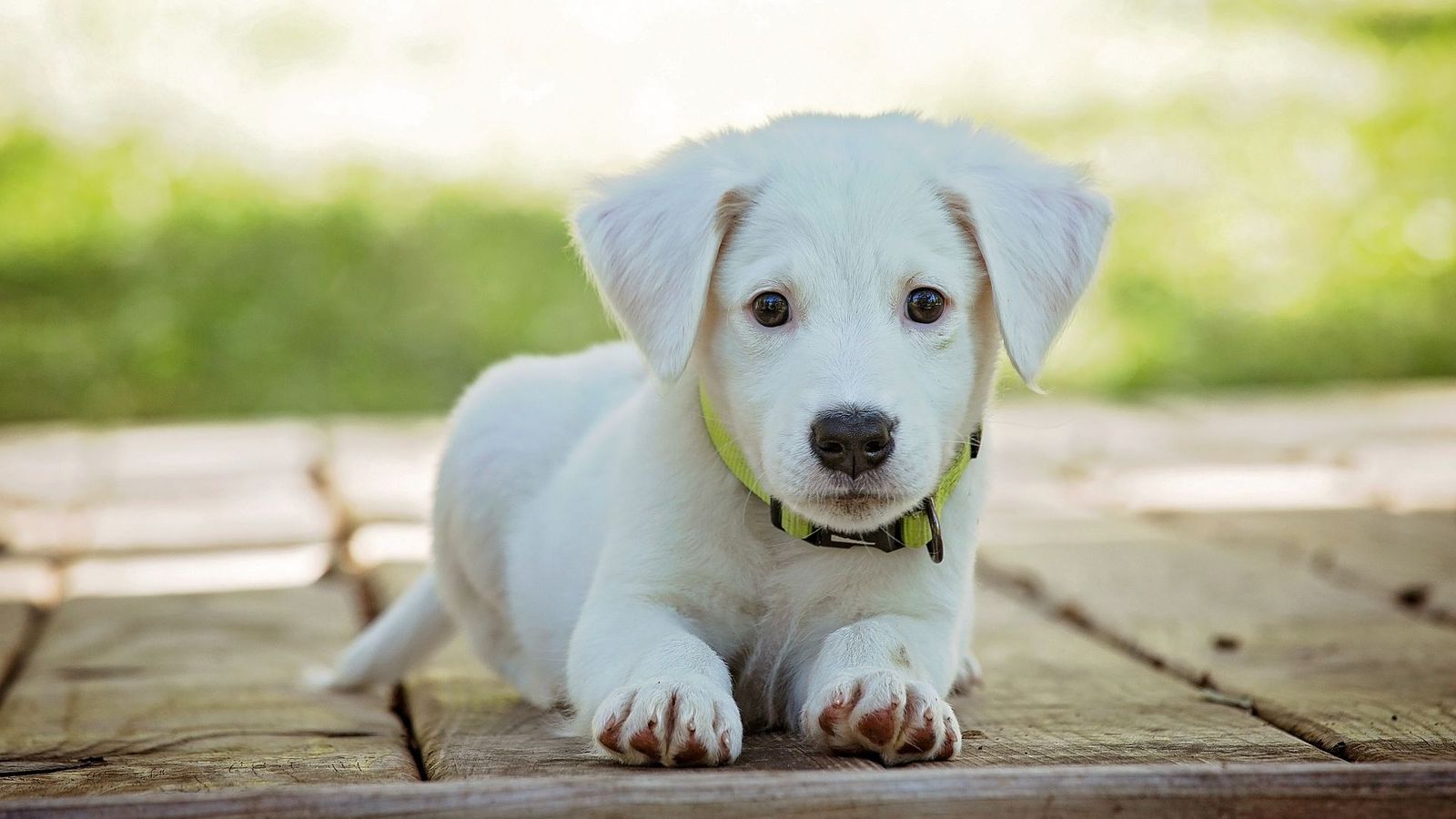 Cute Puppy Wallpaper Image Stream