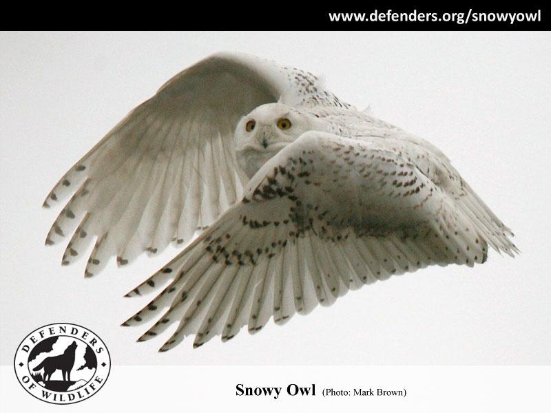 Snowy Owl Wallpaper Screensavers Snowy owl