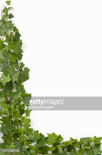 Border English Ivy On White Background Stock Photo Getty Image